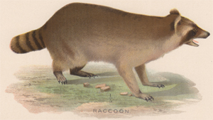 Raccoon